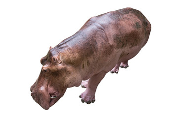 Hippopotamus on white background