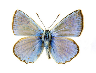Obraz na płótnie Canvas Blues butterfly
