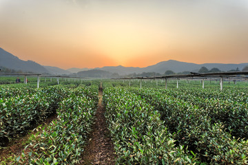 tea plant garden in rural area