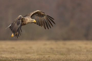 Eagle in flight