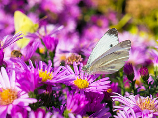 butterfly and flowers 2