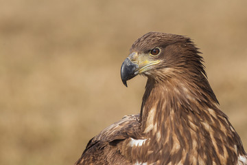 White tailed eagle close up