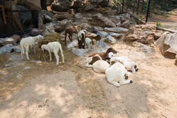 Animal