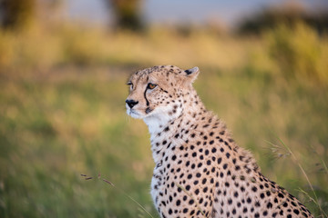 cheetah