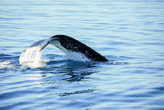Humpback Whale in Hervey bay, Queensland, Australia