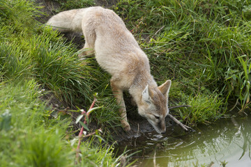 Steppevos drinkt voorzichtig aan de waterkant.