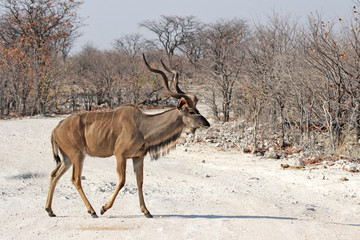 Naklejka na ściany i meble Großer Kudu (Tragelaphus strepsiceros) im Etosha-Nationalpark