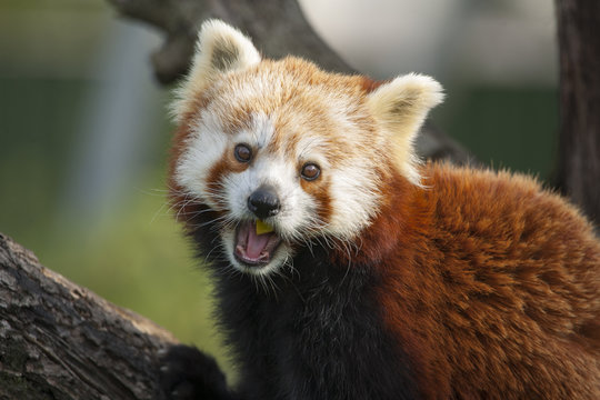 Fototapeta Kleine panda eet een appel.