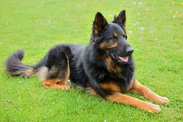 Chodian dog - Czech national breed officially from 1985