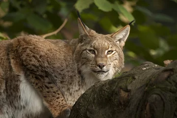 Fotobehang Lynx is klaar om te vertrekken. © photoPepp