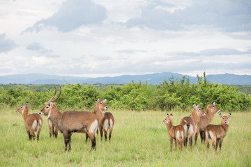 Naklejka na ściany i meble Group of antelopes