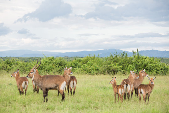 Group of antelopes