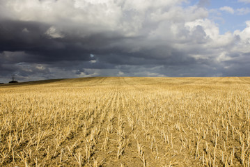 Cultivated land