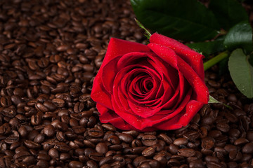 close up of red rose on roasted coffee beans