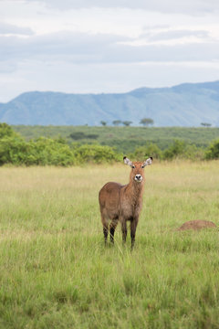 Single antelope in africa