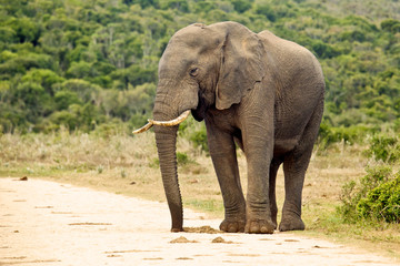 Fototapeta na wymiar An elephant standing on a gravel road