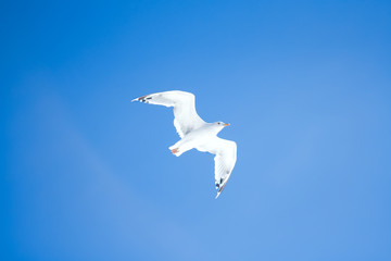 Fototapeta premium seagull