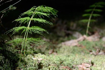 Wood horsetail - Equisetum sylvaticum