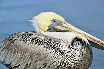 Pelican