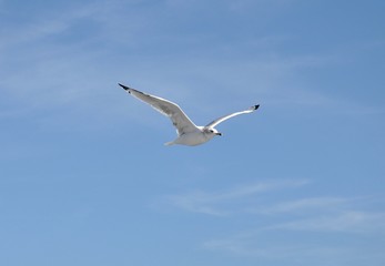 Bird flying