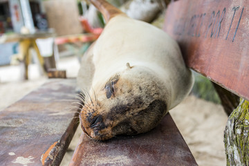 Fur seal relaxing on a bench seat, Galapagos islands