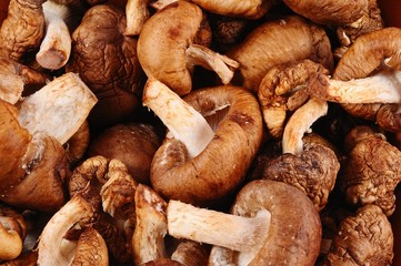Shiitake mushrooms food background © Arena Photo UK