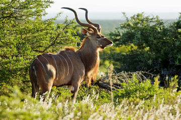 Staring male kudu antelope