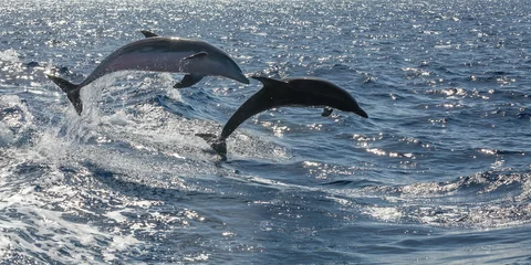 Tableaux ronds sur plexiglas Anti-reflet Dauphin dauphins nageurs gratuits au large de Tenerife