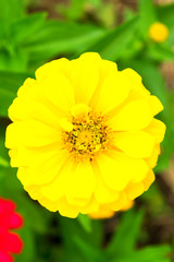 Yellow Zinnia flower