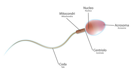 Spermatozoo