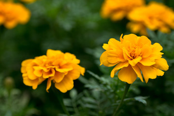 Marigold flowers