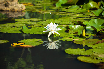 White water lily flower