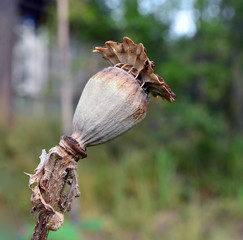 Dry head of poppy