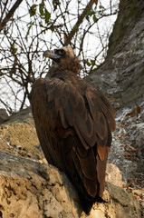 vulture is sitting on the rock