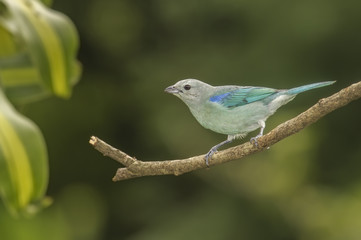 Tanager Blue-gray