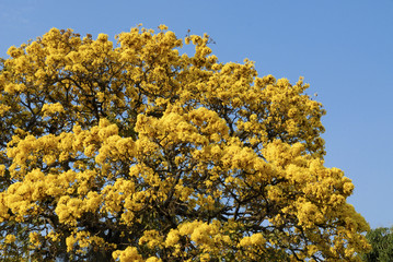 Fototapeta premium Yellow Lapacho tree