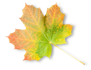 Multicolored Autumn Maple Leaf