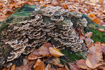 Fungus Growth on Wood