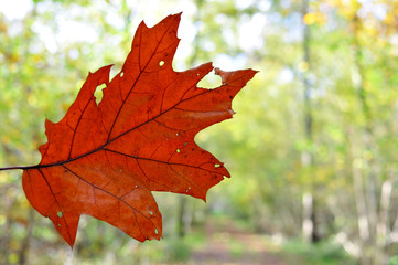 Feuille d'automne en forêt