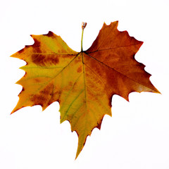 Feuille d'automne sur fond blanc