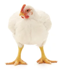 Fototapete Hähnchen Weißes Huhn