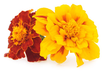 yellow flowers
