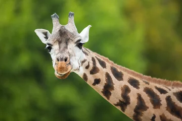 Crédence de cuisine en verre imprimé Girafe Girafe (Giraffa camelopardalis)