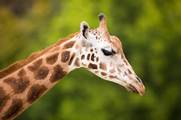 Fototapeta na wymiar Giraffe (Giraffa camelopardalis)