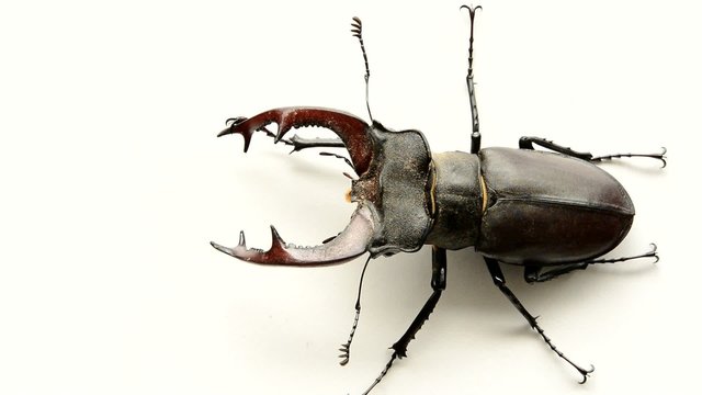 Male stag beetle, Lucanus cervus