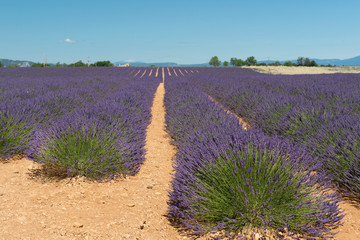 Naklejka na ściany i meble French Lavender fields