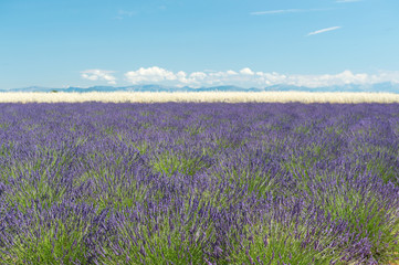 Obraz premium French Lavender fields in landscape