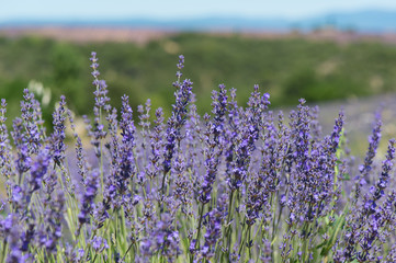 Naklejka premium French Lavender