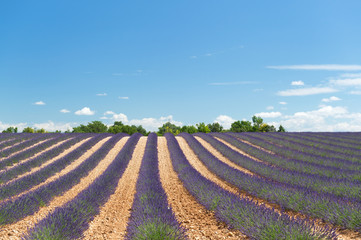 French Lavender fields