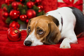 Weihnachtshund